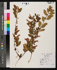 Ligustrum sinense image