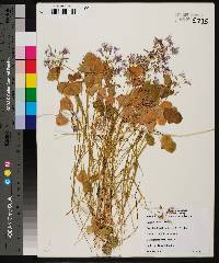 Oxalis articulata image