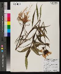 Phlox glaberrima image