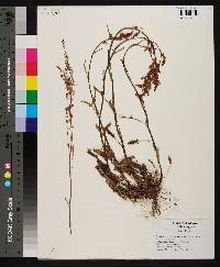 Rumex hastatulus image