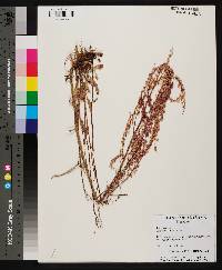 Rumex hastatulus image