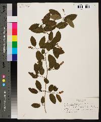 Berchemia scandens image