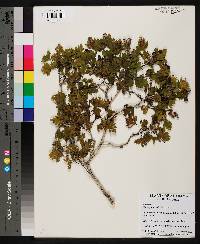 Crataegus marshallii image