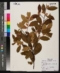Prunus caroliniana image