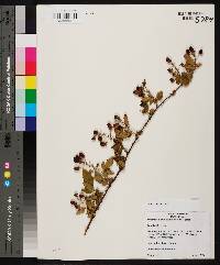 Rubus pensilvanicus image