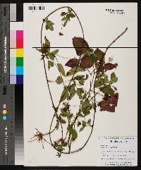 Rubus flagellaris image