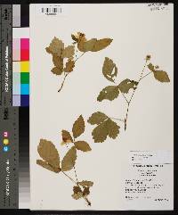 Rubus flagellaris image