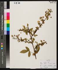 Rubus flagellaris image