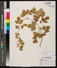 Rubus flagellaris image