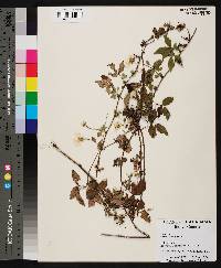 Rubus trivialis image