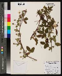 Rubus trivialis image