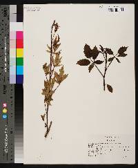 Rubus trivialis image