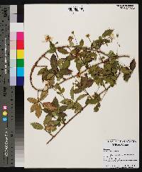 Rubus trivialis image