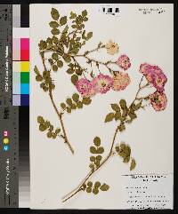 Rosa lucieae image