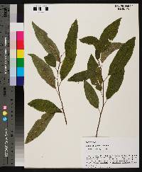 Salix floridana image