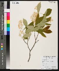 Styrax grandifolius image