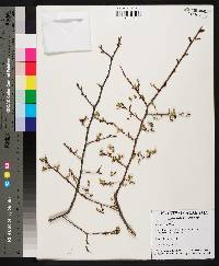 Ulmus alata image