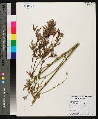 Verbena brasiliensis image
