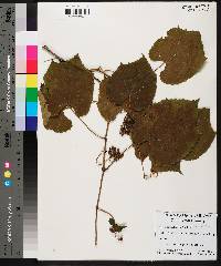 Vitis cinerea image