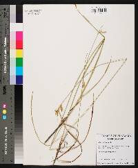 Carex lonchocarpa image