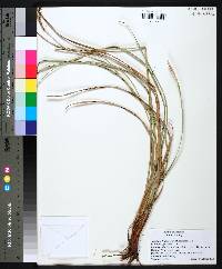 Carex glaucescens image