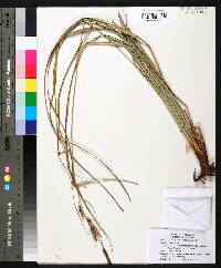 Carex glaucescens image