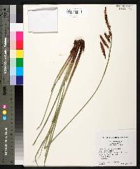 Carex glaucescens image