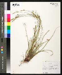 Carex gracilescens image