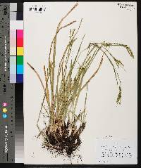 Carex oxylepis image