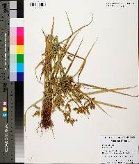 Cyperus iria image