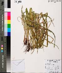 Cyperus pseudovegetus image