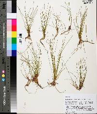 Eleocharis flavescens image