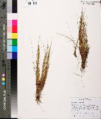 Eleocharis microcarpa image