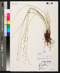 Juncus coriaceus image