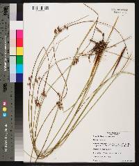 Juncus coriaceus image