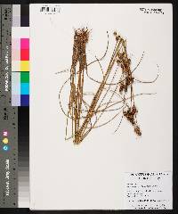 Juncus scirpoides image