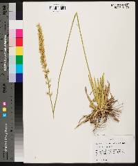 Aletris lutea image