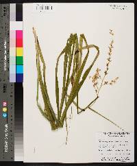 Stenanthium gramineum image