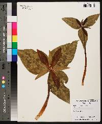 Trillium underwoodii image