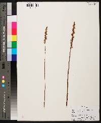 Spiranthes vernalis image