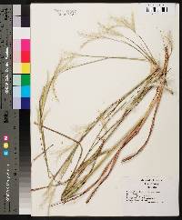 Andropogon ternarius image