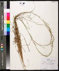 Aristida purpurascens image