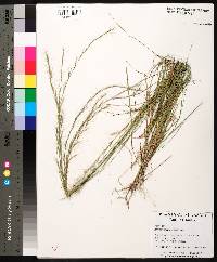 Aristida purpurascens image