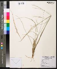 Aristida purpurascens image