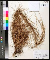 Aristida purpurascens image