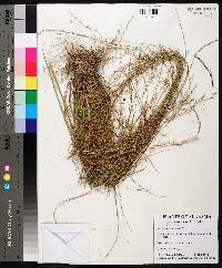 Aristida palustris image