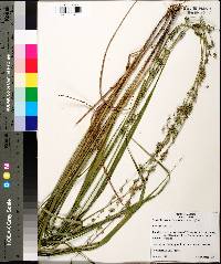 Chasmanthium sessiliflorum image