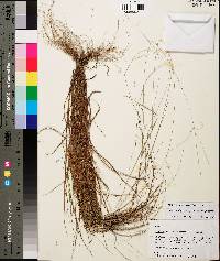 Digitaria filiformis image