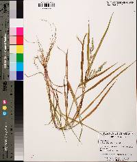 Echinochloa colona image