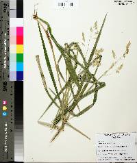 Leersia lenticularis image